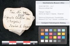 Foto (Objekt + Etikett) von Sequoia couttsiae Heer (NHMW-GEO-2024-0188-7929)